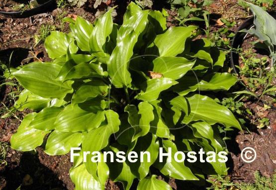 Hosta Rippled Honey